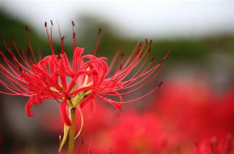 彼岸花 開花|彼岸花の咲く時期は？開花や見ごろの時期と人気の名。